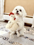 Clucky Chicken Dog Toy | Squeaky Plush with Rope Legs