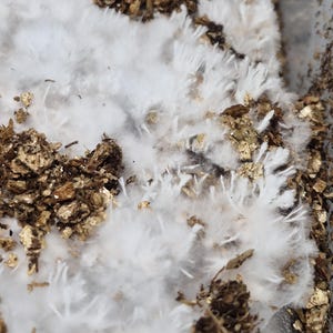 May include: Close-up of a substrate with white, fluffy mycelium growth. The image shows a dense network of white, cotton-like structures interspersed with brown, organic matter, creating a textured appearance. The focus is on the fungal growth.
