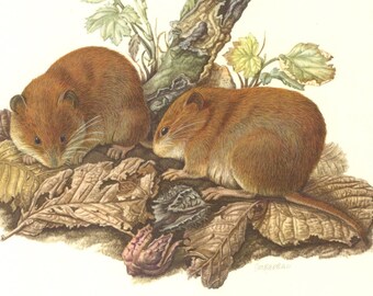 Natural History Field Mouse 63 years old fine print Apodemus sylvaticus Rodents 1958 WOOD MOUSE Vintage Lithograph Zoology Art Print