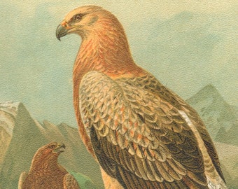 Tawny Eagle Etsy