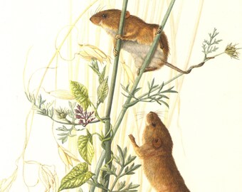 Natural History Field Mouse 63 years old fine print Apodemus sylvaticus Rodents 1958 WOOD MOUSE Vintage Lithograph Zoology Art Print
