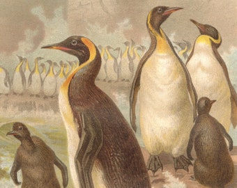 Pachydyptes print Etsy