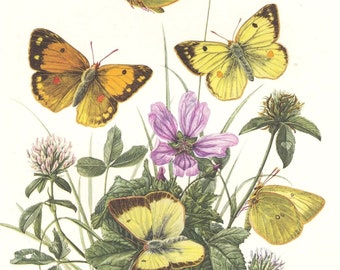 1956 PIERID BUTTERFLIES Vintage Lithograph, Insects, Butterfly Art, Entomology, Yellows or Whites, Pale Clouded Yellow