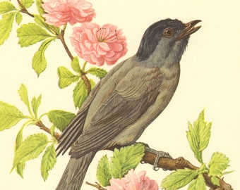 1953 EURASIAN BLACKCAP Vintage Lithograph, BIRDS, Bird Art Print, Old World Warbler, Ornithology, Sylvia atricapilla