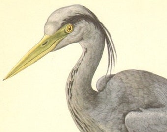 1953 GREY HERON Vintage Lithograph, BIRDS, Bird Art Print, Wading Birds, Ornithology, Natural History, Ardea cinerea