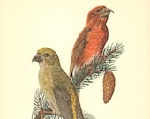 RED CROSSBILL Vintage Offset Lithograph, printed in 1953, 67 years old fine print