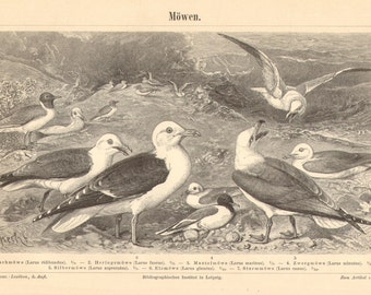 Jardine Naturalist/'s Library Print Ornithology Wall Art Print Glaucous Gull Original 1843 Hand Colored Engraving Antique Gull Drawing