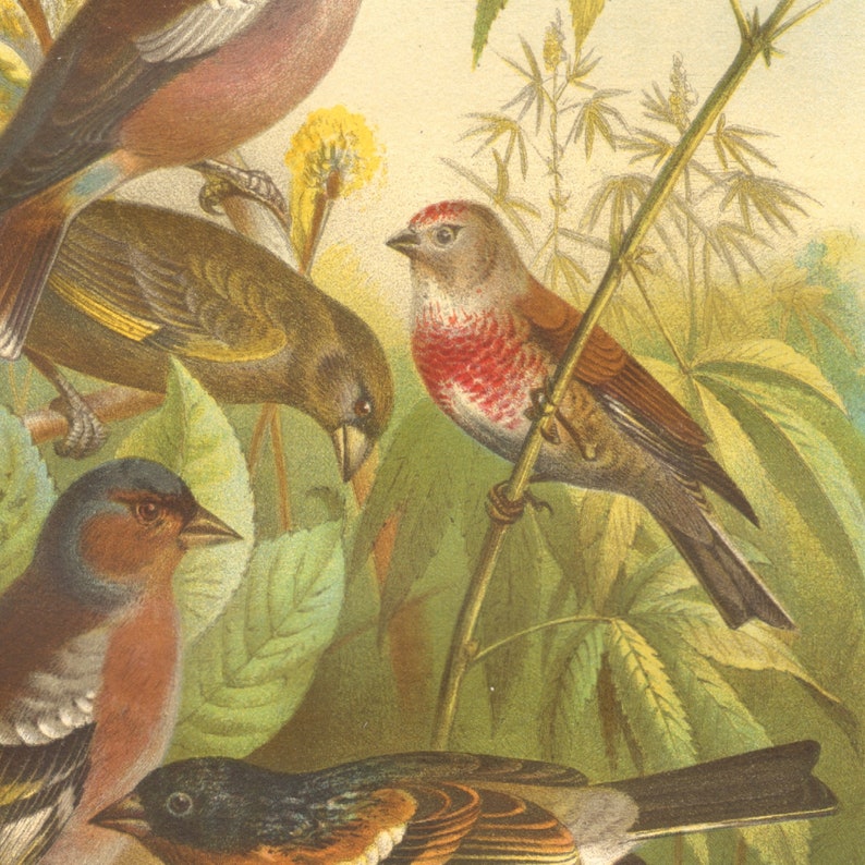 1882 FINCHES Antique Lithograph 139 yrs old fine print European Greenfinch Common Chaffinch /& Brambling LINNET Bird Art Print HAWFINCH