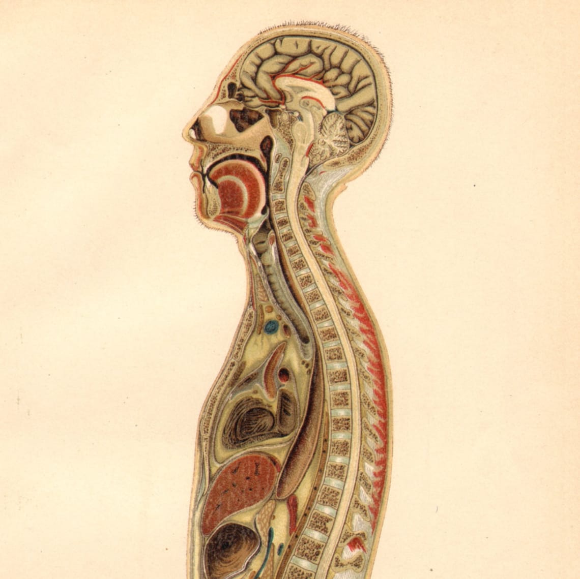 1894 MALE HUMAN BODY Vertical Cross-section Bones Organs - Etsy