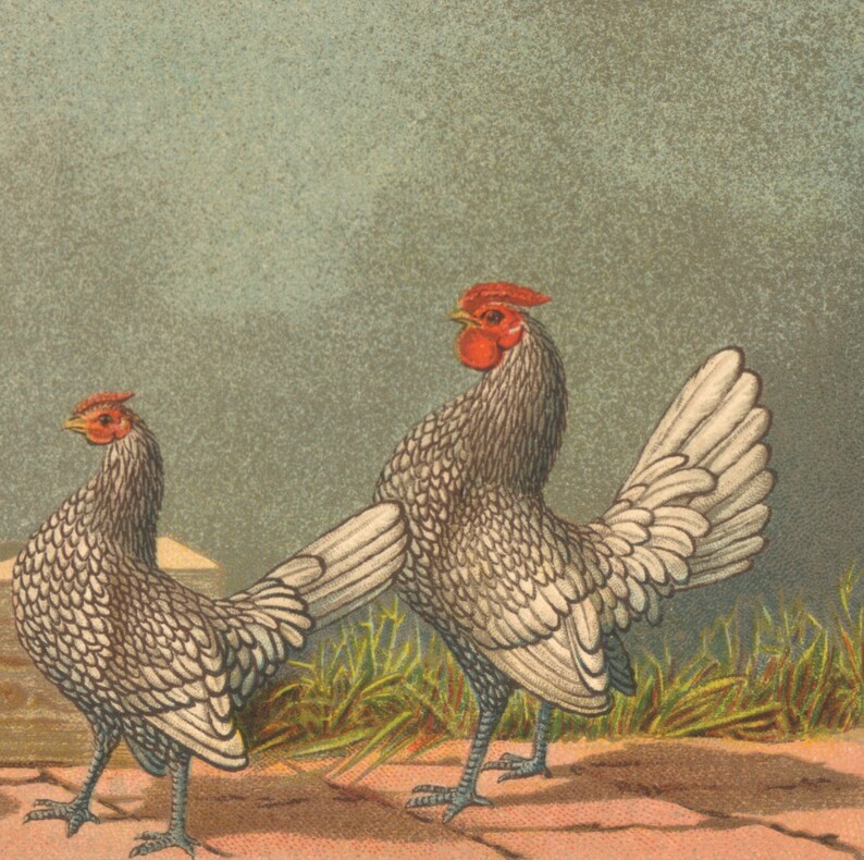 1899 SEBRIGHT BANTAM CHICKEN Antique Lithograph Chicken | Etsy