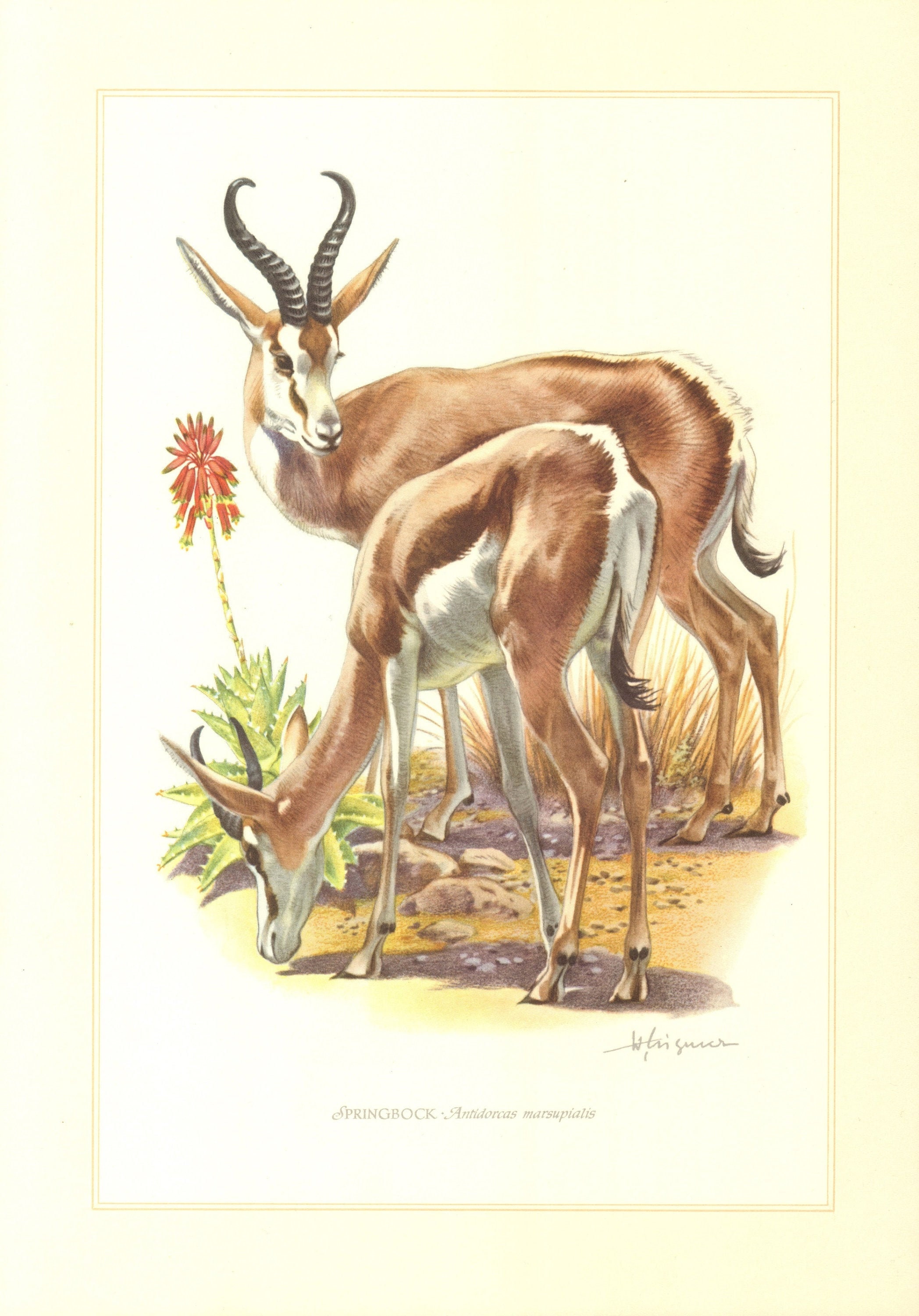 1958 SPRINGBOK Vintage Lithograph ANTELOPES Zoology ...