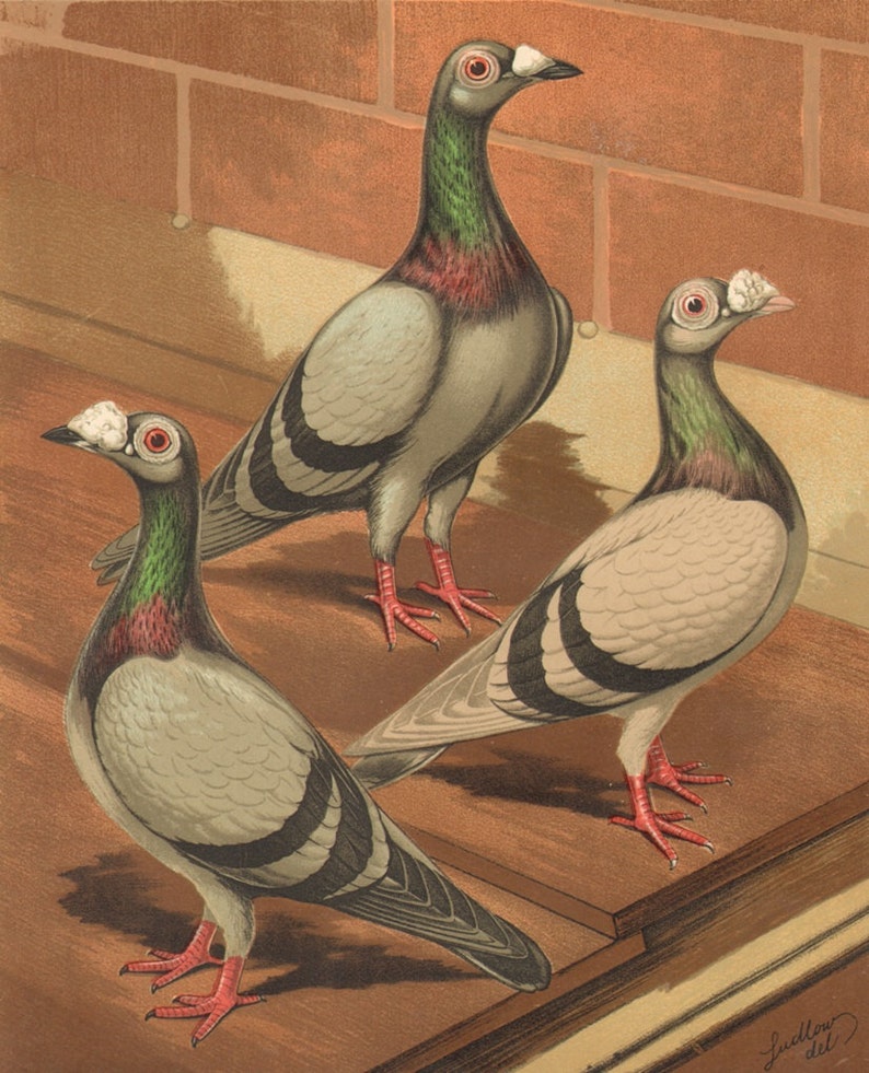 1880 PIGEONS Blue and Silver Dragoons Antique Lithograph 141 years old fine print