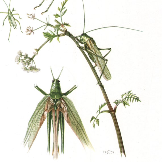 Fine Art Print Grasshopper Locust and Cricket Vintage Lithograph A4A3 FramedUnframed