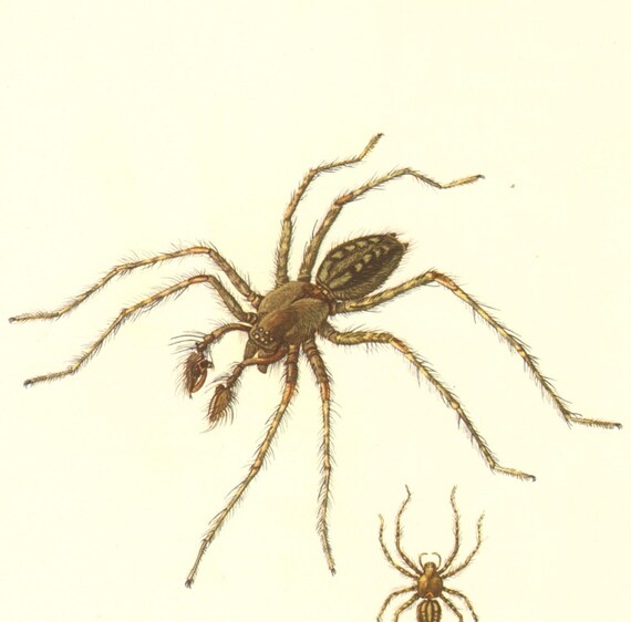 1956 Barn Funnel Weaver Tegenaria Domestica And Snake Back Etsy
