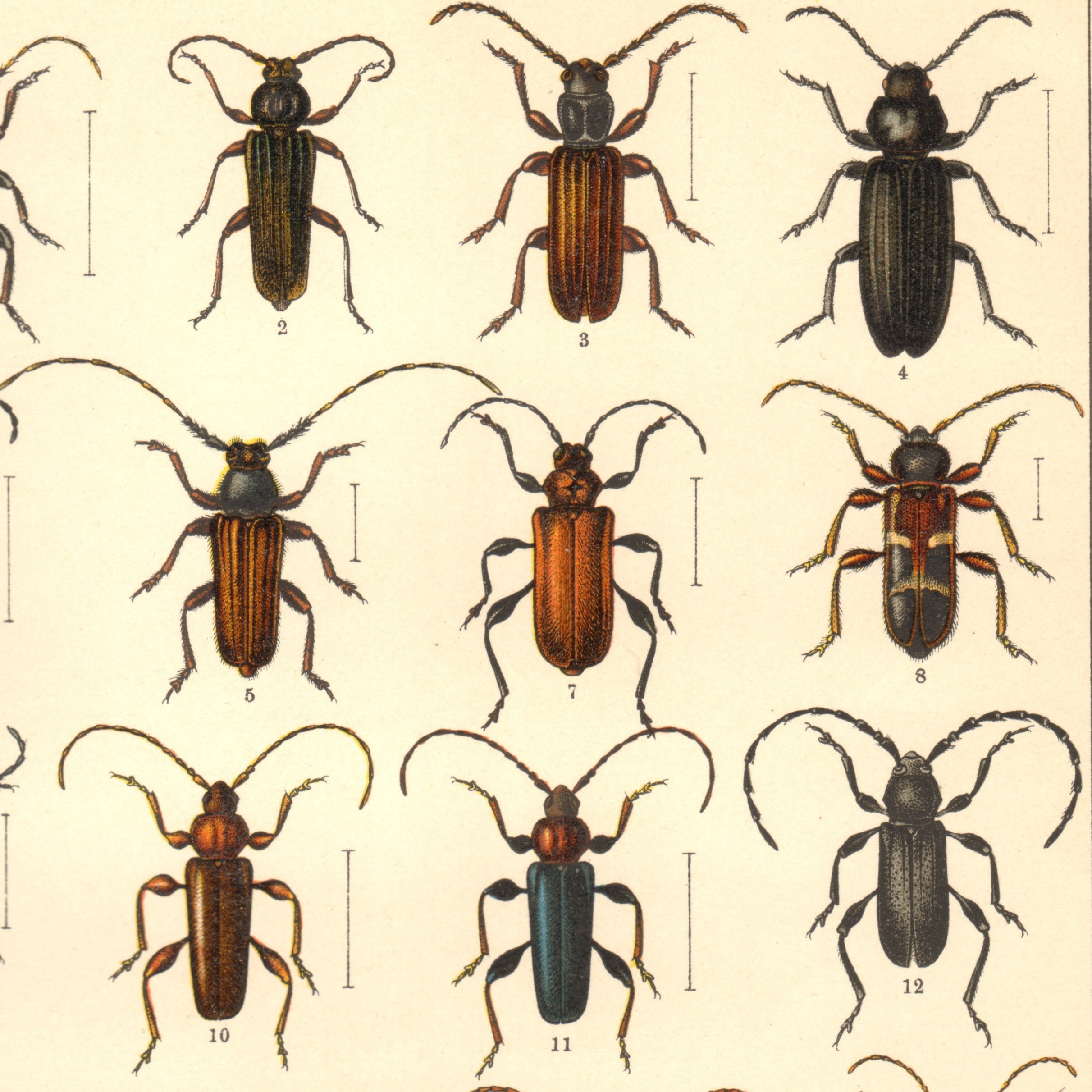 1916 LONGHORN BEETLES Antique Lithograph INSECTS Insect - Etsy