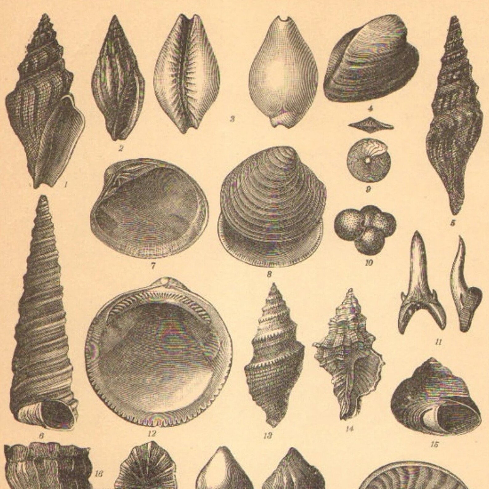 1896 Fossils From the Cenozoic Era Antique Engraving Eocene Etsy