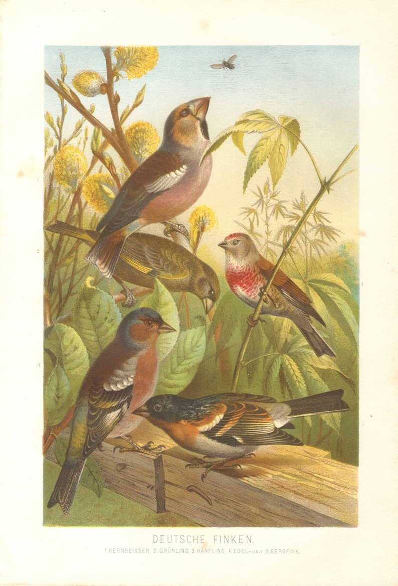 1882 FINCHES Antique Lithograph 139 yrs old fine print European Greenfinch Common Chaffinch /& Brambling LINNET Bird Art Print HAWFINCH
