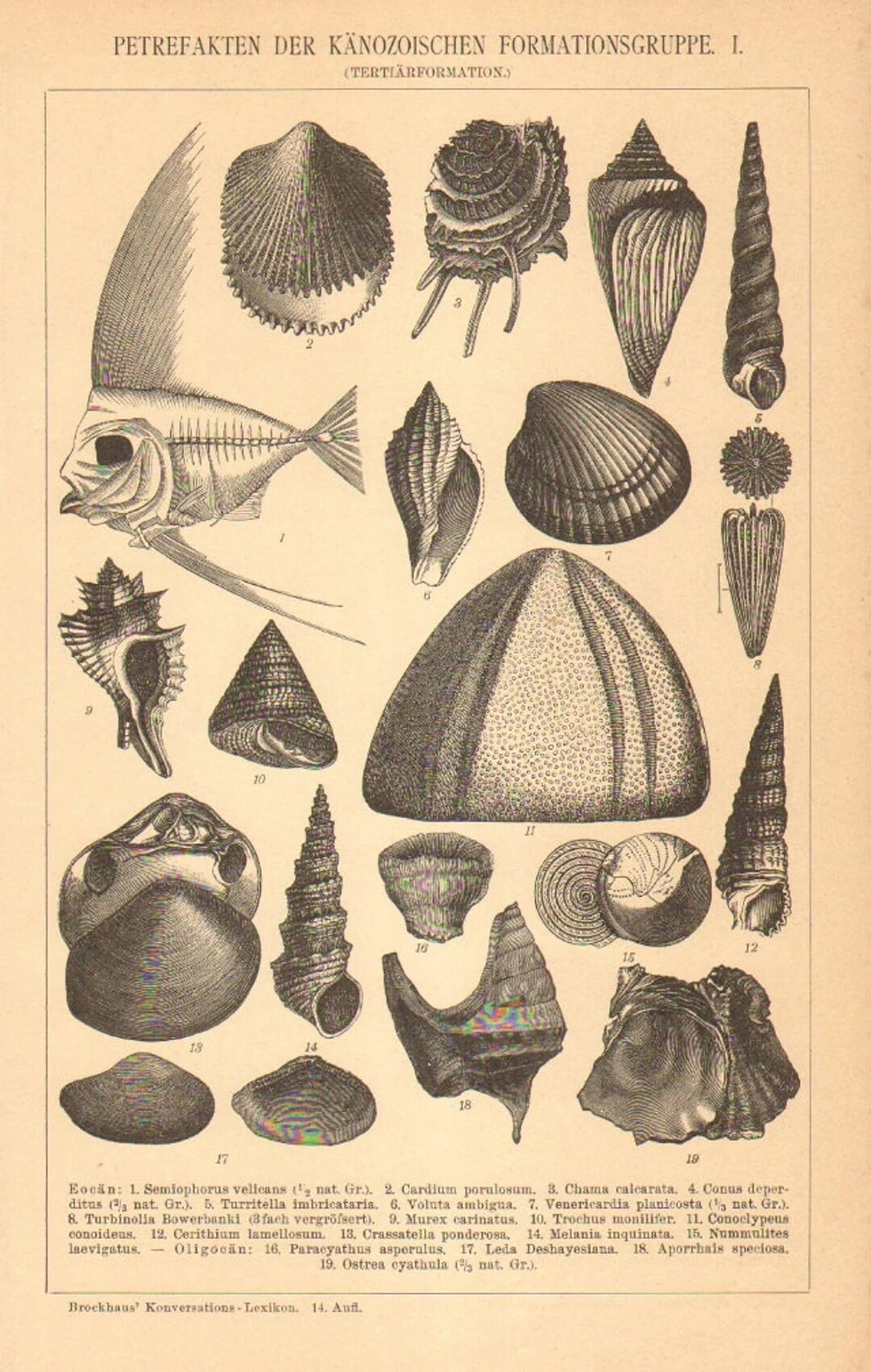 1896 Fossils From the Cenozoic Era Antique Engraving Eocene Etsy