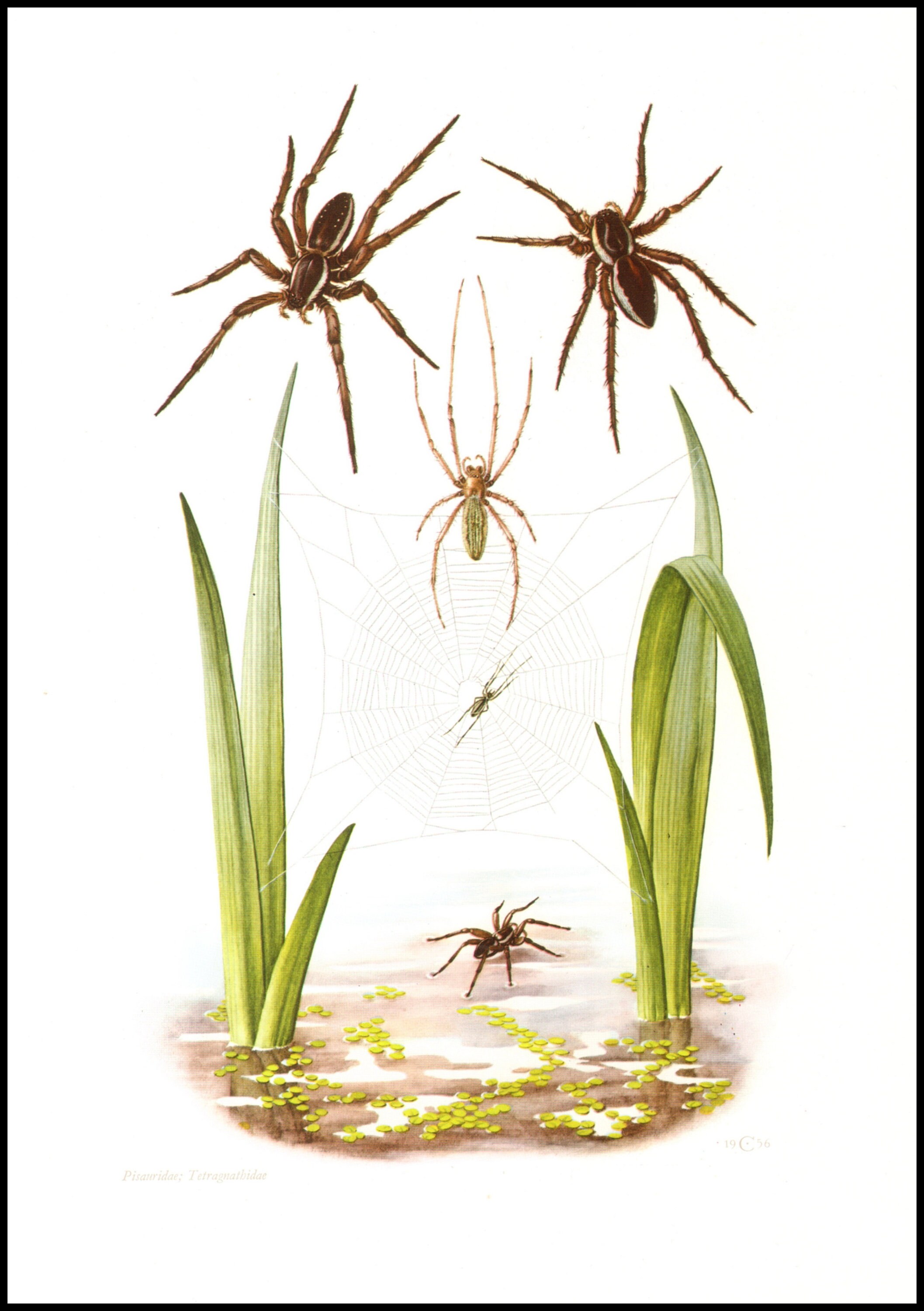 Какой тип развития характерен для паука охотника каемчатого изображенного на рисунке