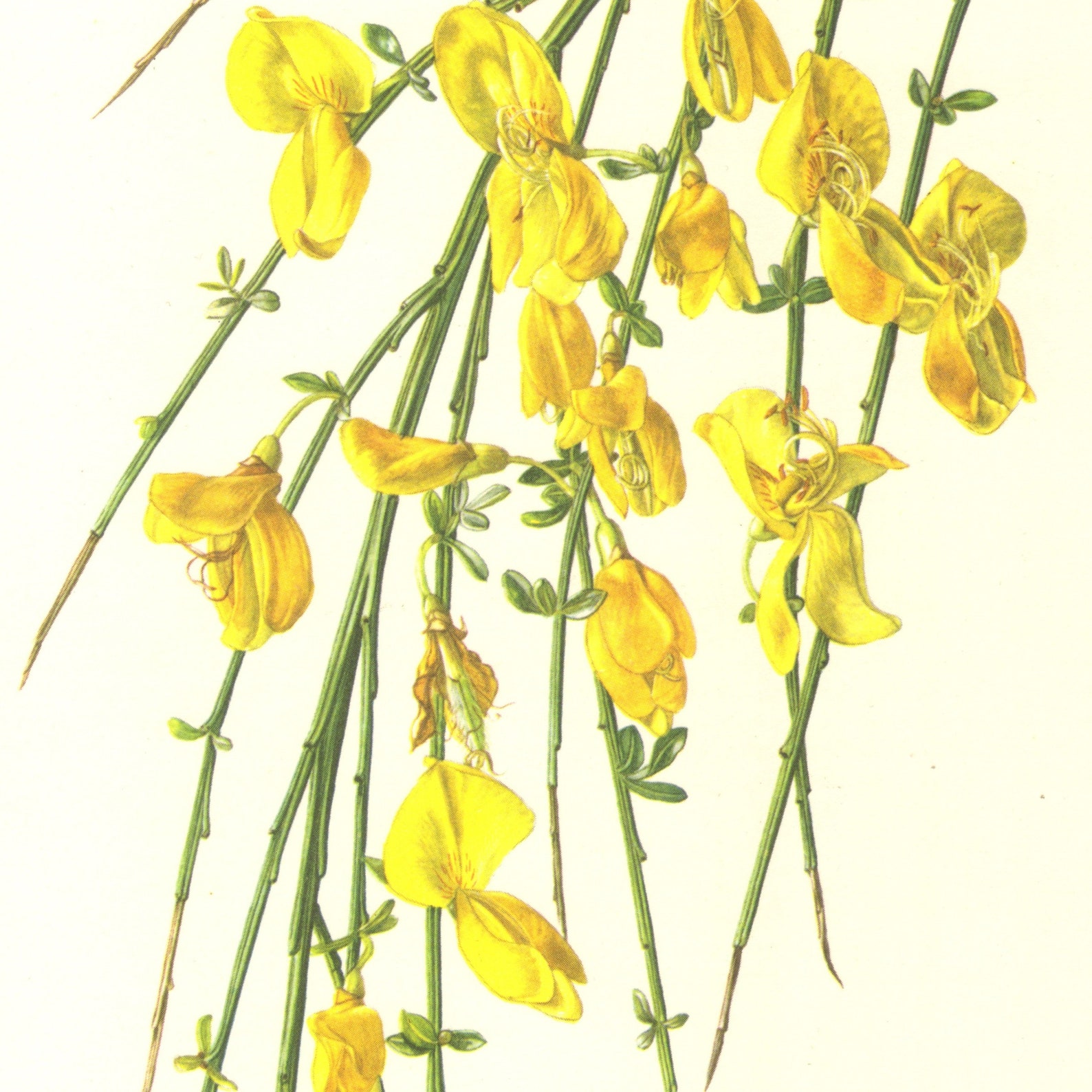 1960 COMMON or SCOTCH BROOM Vintage Lithograph Botany Etsy