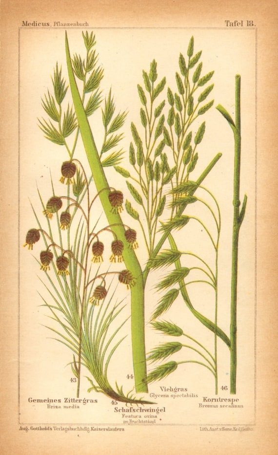 1893 Grasses Quaking Grass Sheep S Fescue Reed Etsy