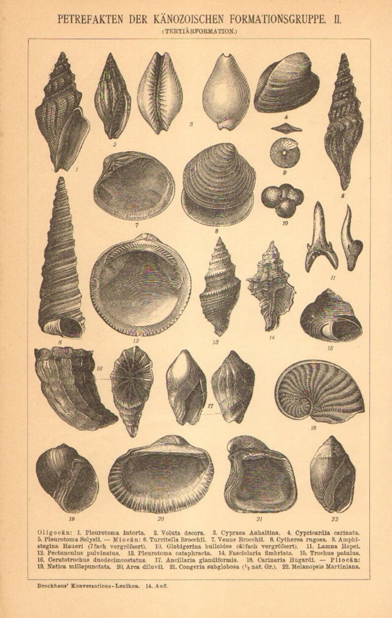 1896 Fossils From the Cenozoic Era Antique Engraving Eocene Etsy