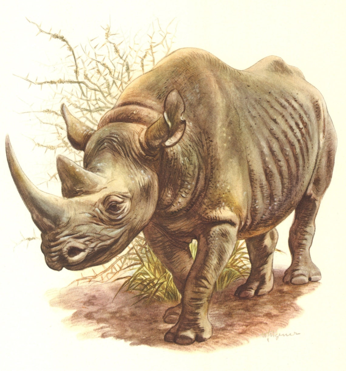 1958 BLACK RHINOCEROS Vintage Lithograph Zoology Art Print | Etsy