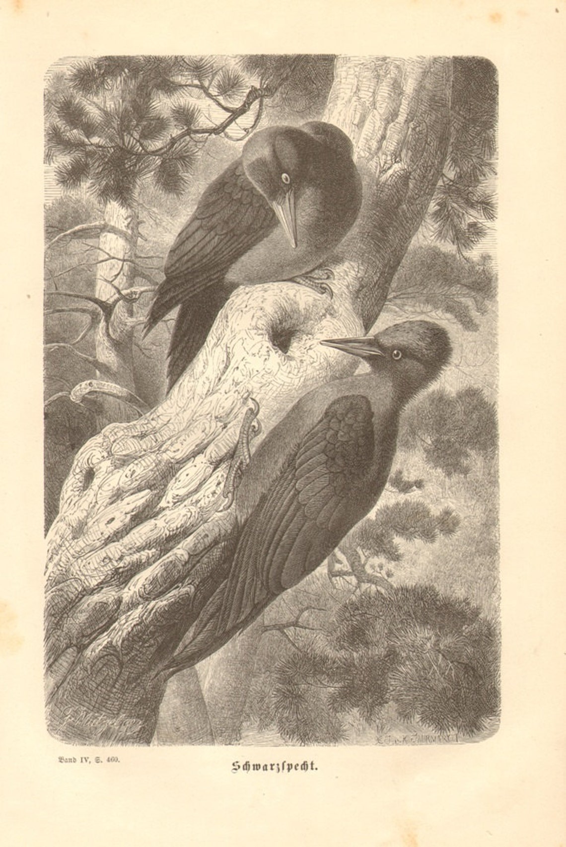 1878 BLACK WOODPECKER Antique Engraving BIRDS Bird Art | Etsy