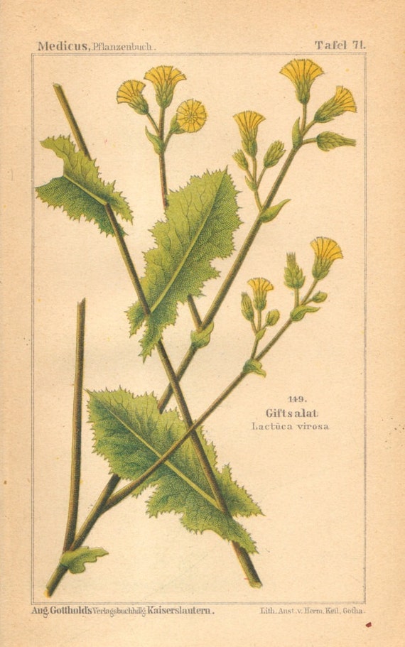 1893 WILD LETTUCE Antique Lithograph Botany Botanical Art Etsy
