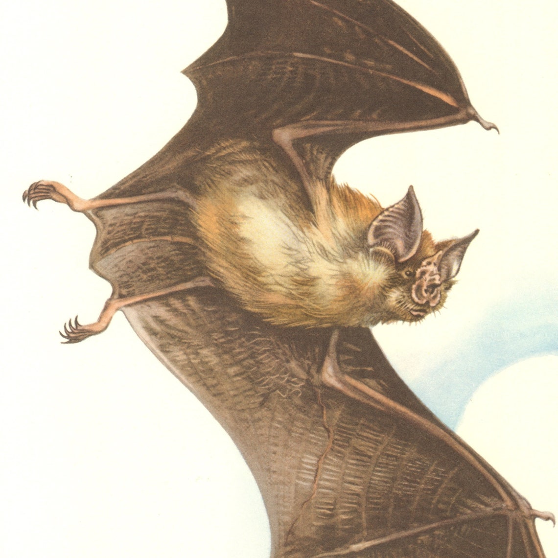 1958 LESSER HORSESHOE BAT Vintage Lithograph Bats Zoology Etsy
