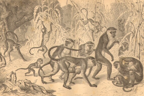 GREEN MONKEY PRINT Antique lithograph from 1883