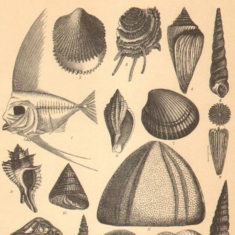 1896 Fossils From the Cenozoic Era Antique Engraving Eocene Etsy