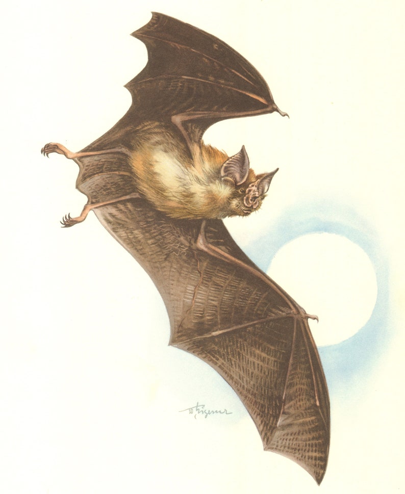 1958 LESSER HORSESHOE BAT Vintage Lithograph Bats Zoology Etsy