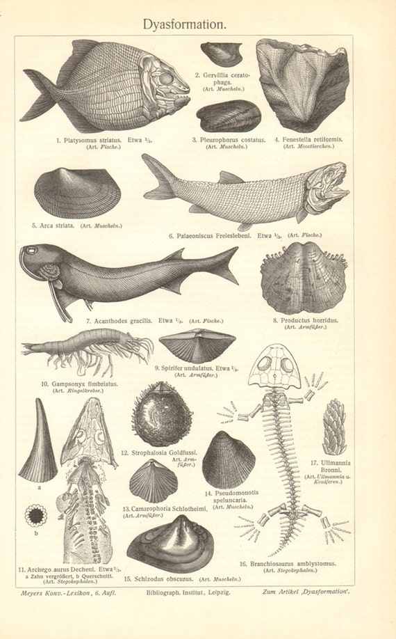 1904 Fossils from the Paleozoic Era Permian Geologic Period Etsy
