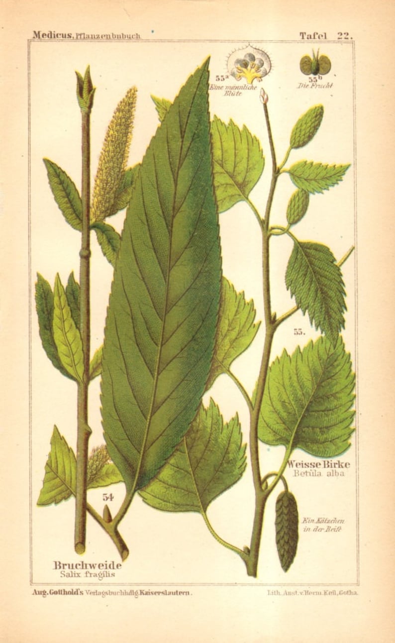 1893 Crack Willow And Downy Birch Antique Botanical Etsy