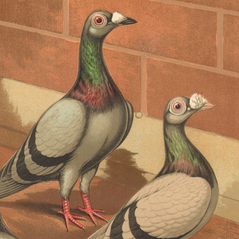 1880 PIGEONS Blue and Silver Dragoons Antique Lithograph 141 years old fine print