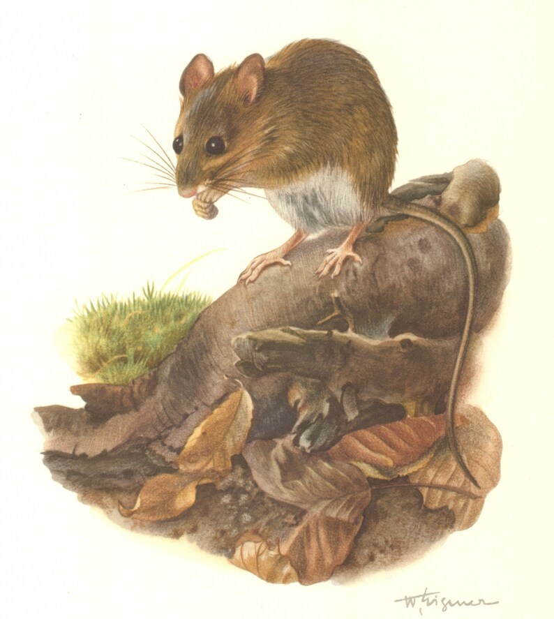 Natural History Field Mouse 63 years old fine print Apodemus sylvaticus Rodents 1958 WOOD MOUSE Vintage Lithograph Zoology Art Print