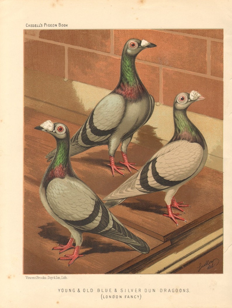 1880 PIGEONS Blue and Silver Dragoons Antique Lithograph 141 years old fine print