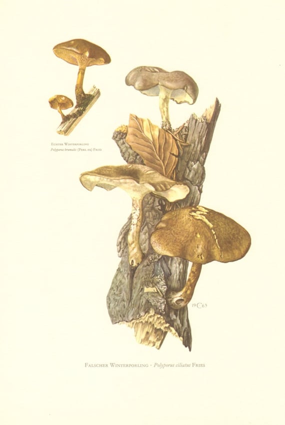1963 Fringed Polypore Polyporus ciliatus Winter Polypore | Etsy