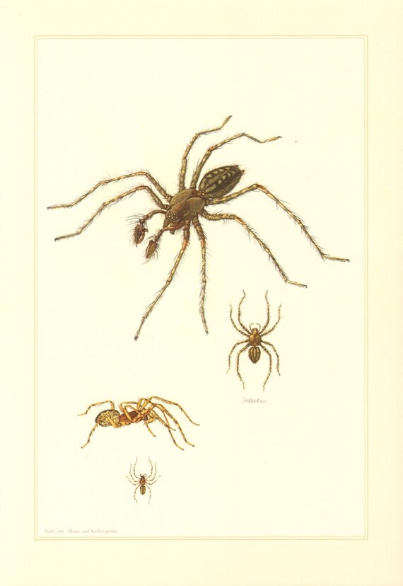 1956 Barn Funnel Weaver Tegenaria Domestica And Snake Back Etsy