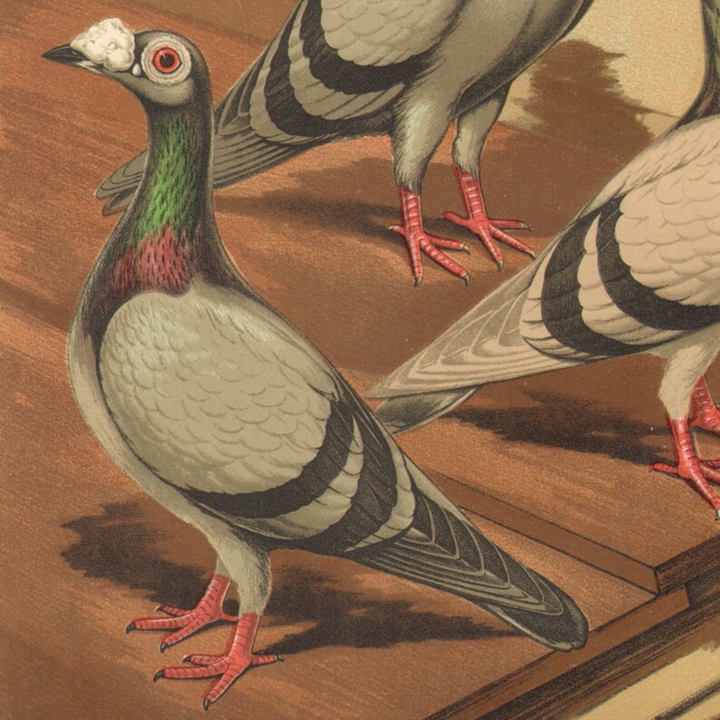 1880 PIGEONS Blue and Silver Dragoons Antique Lithograph 141 years old fine print