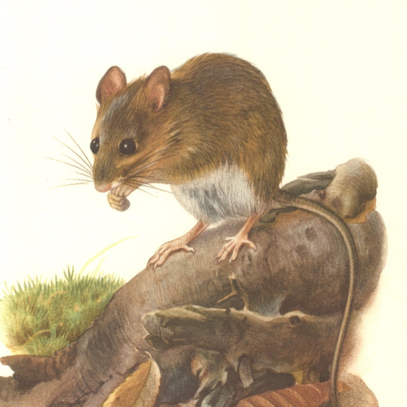Natural History Field Mouse 63 years old fine print Apodemus sylvaticus Rodents 1958 WOOD MOUSE Vintage Lithograph Zoology Art Print