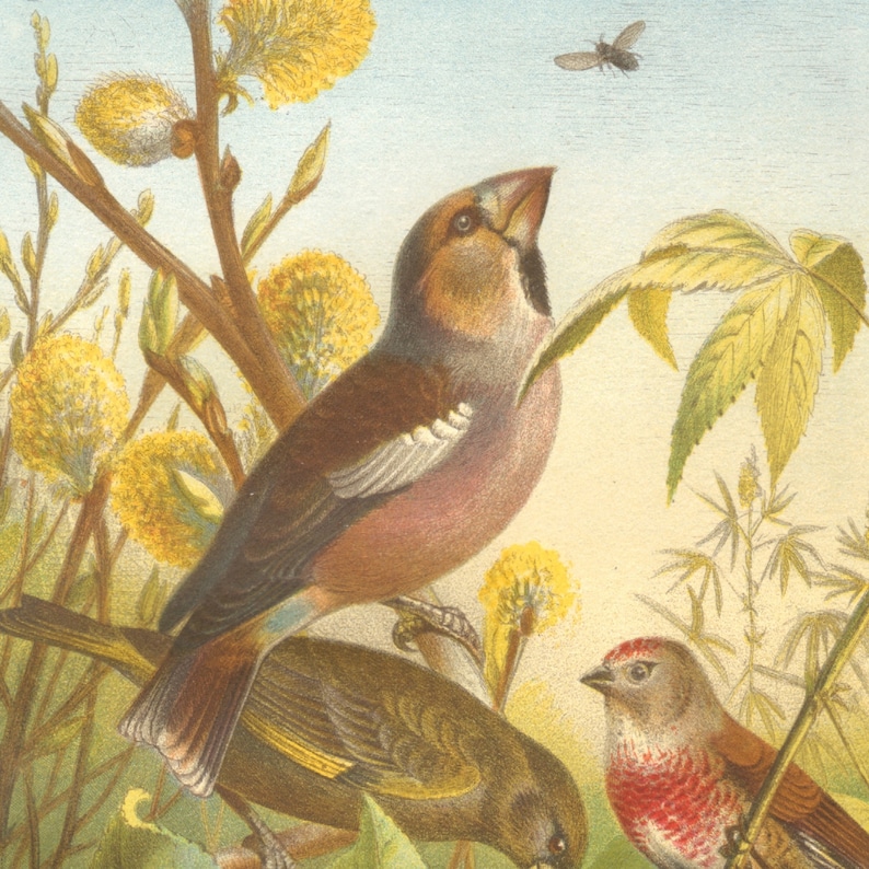 1882 FINCHES Antique Lithograph 139 yrs old fine print European Greenfinch Common Chaffinch /& Brambling LINNET Bird Art Print HAWFINCH