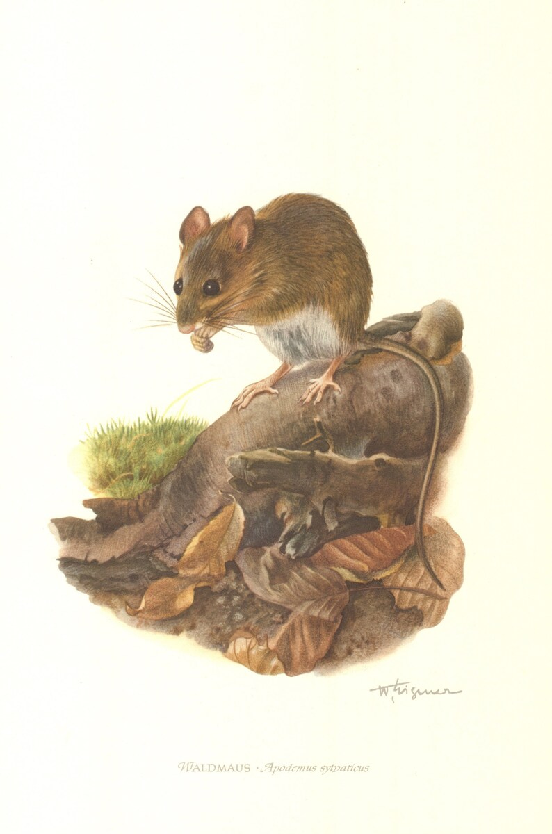 Natural History Field Mouse 63 years old fine print Apodemus sylvaticus Rodents 1958 WOOD MOUSE Vintage Lithograph Zoology Art Print