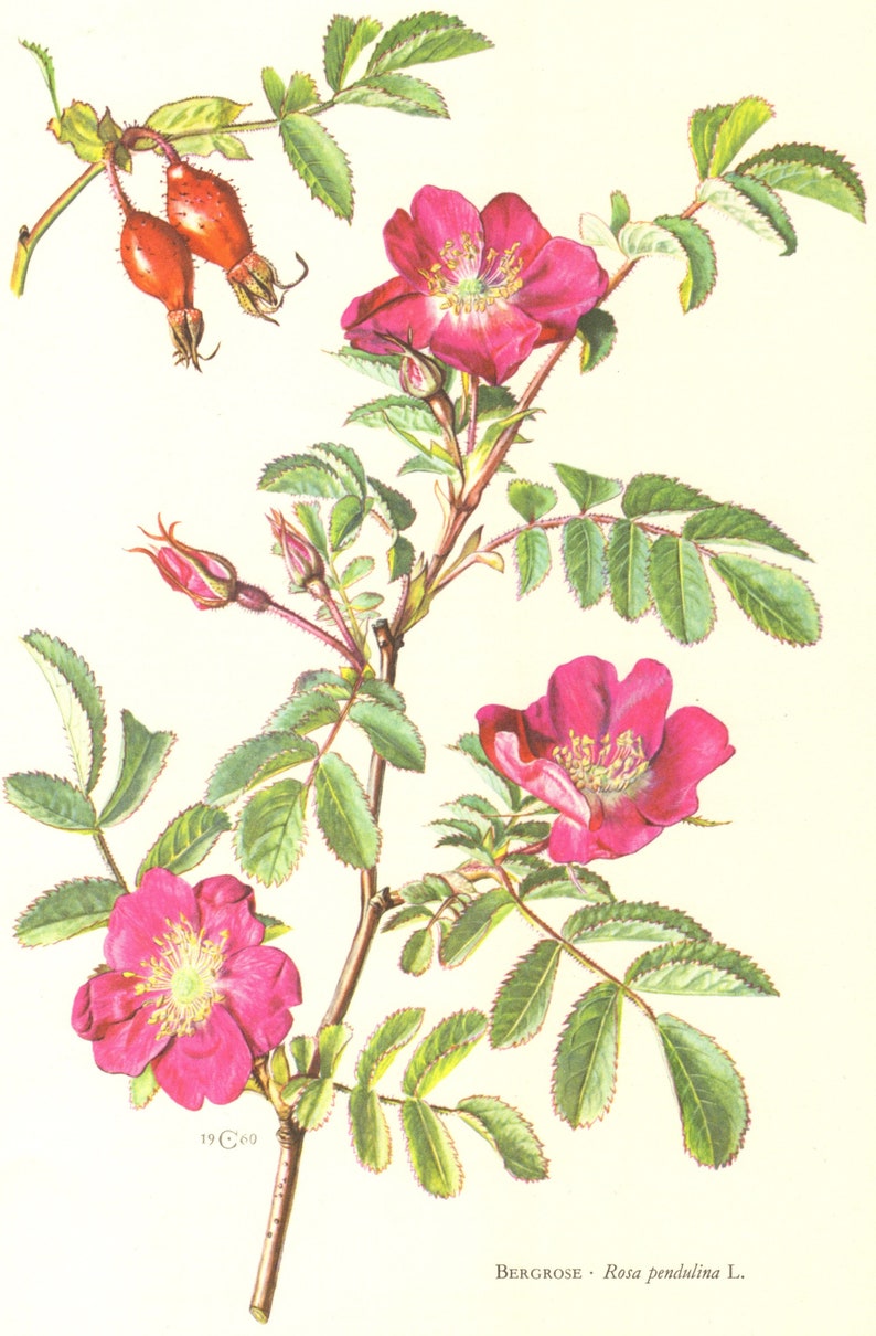 Как нарисовать шиповник