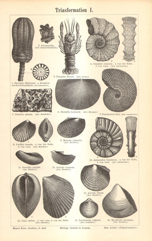 1897 Original Antique Engraving of Fossils from the Triassic Etsy