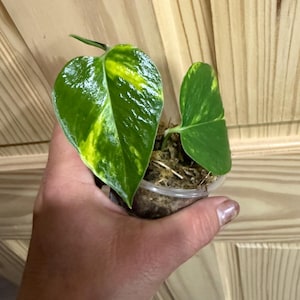 May include: A small pothos plant with two heart-shaped leaves featuring variegated green and yellow patterns. The plant is rooted in a clear plastic cup filled with brown sphagnum moss, showing visible roots and soil medium.