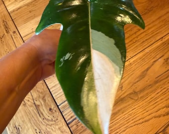 Philodendron Golden Dragon Albo ? Reverted