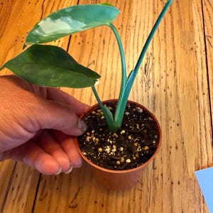 May include: A small potted plant with three green leaves, one of which features white variegation. The plant is housed in a simple brown plastic nursery pot filled with dark potting soil containing small white perlite particles and wood chips.