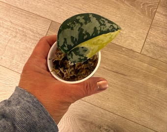 Scindapsus Matcha (maharlika); Green on Green - Exact Plant; US